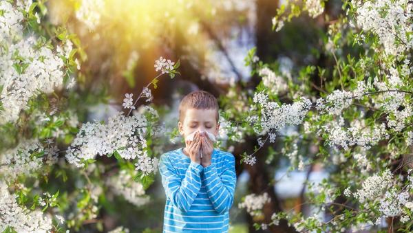 Child with allergies sneezing into tissue surrounded by white flowering branches