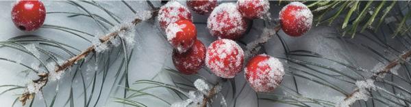 Frost-covered red berries on evergreen branches in winter